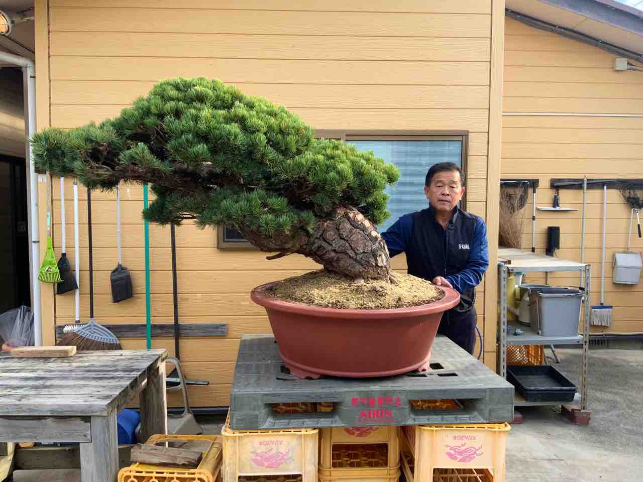 巨大五葉松の畑上げ！鉢植え！ : 雨竹 盆栽 水石 便り