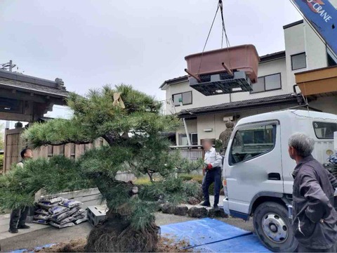 150キロの鉢！クレーン吊り上げの黒松植替え‼️ : 雨竹 盆栽 水石 便り