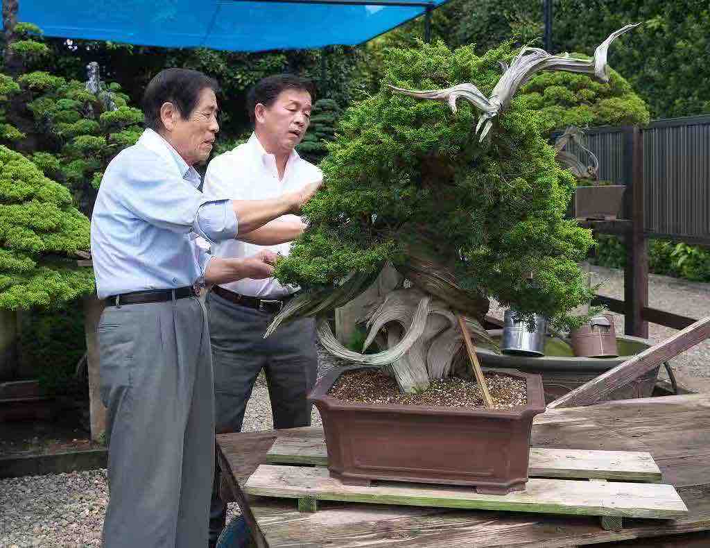 存在していた幻の山採り真柏群！ : 雨竹 盆栽 水石 便り