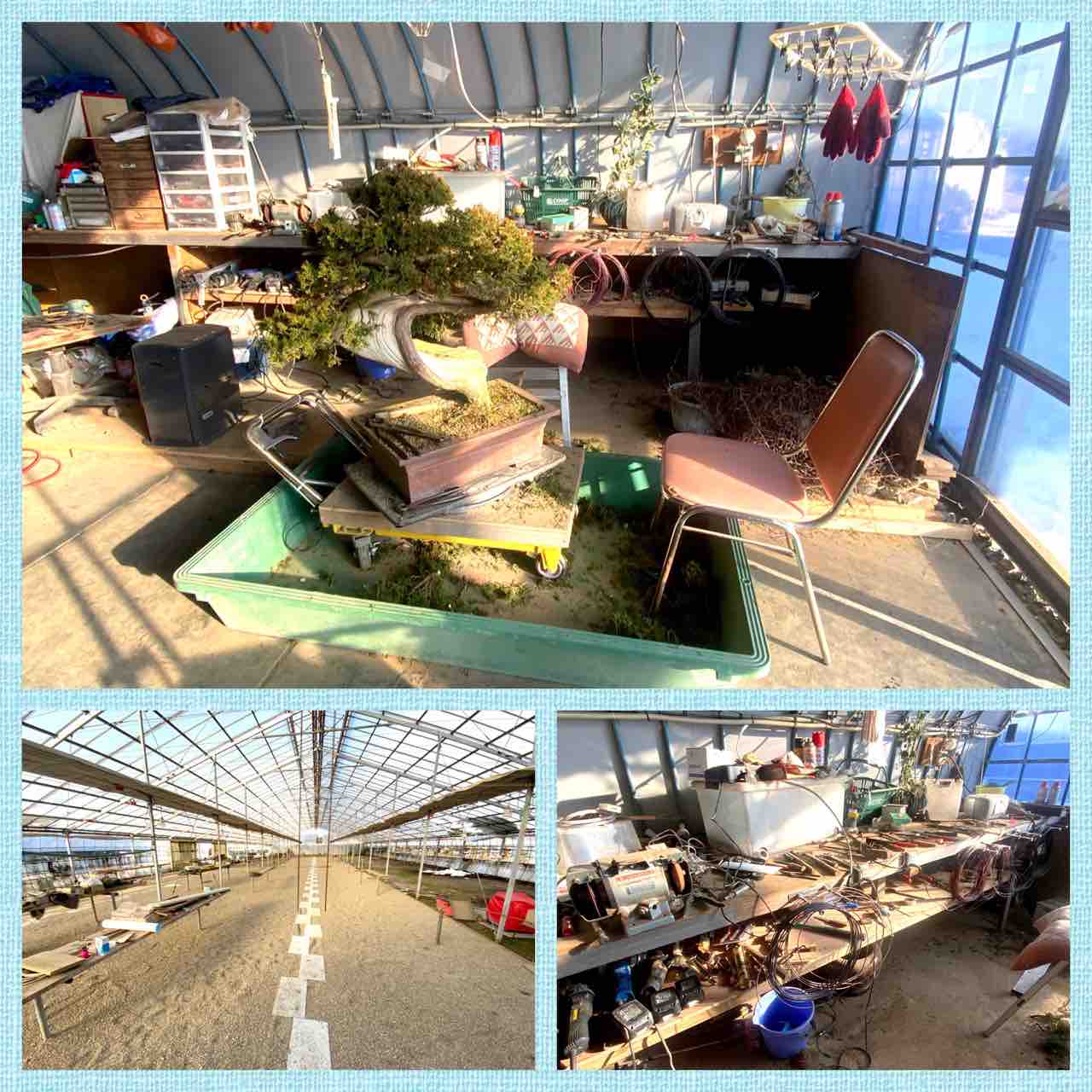 公開間近！東北松島・真柏庭園“もろや“！ : 雨竹 盆栽 水石 便り