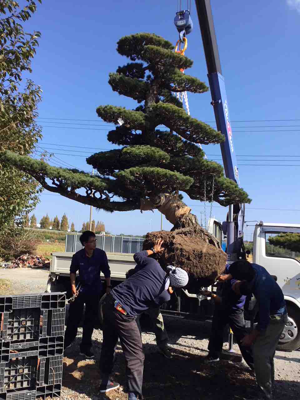 九州に眠り続けた「巨人松」達 : 雨竹 盆栽 水石 便り