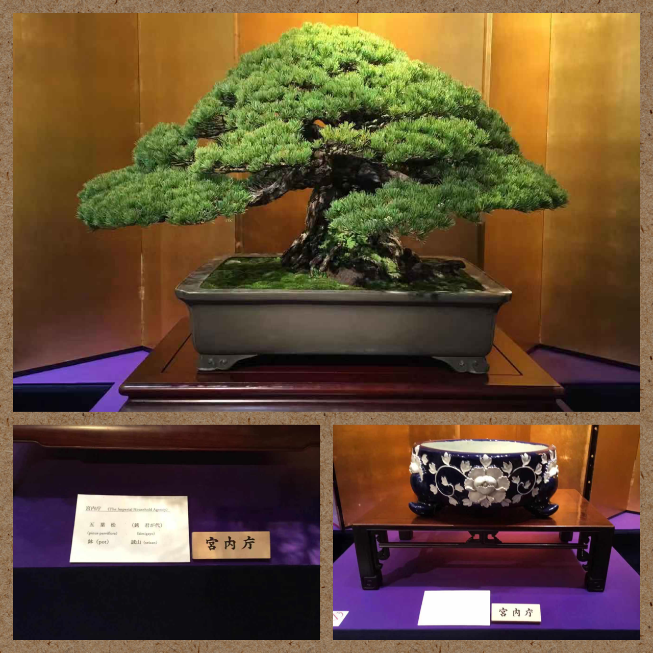 国風展 前期展終了 雨竹 盆栽 水石 便り 国風展 前期展終了 雨竹 盆栽 水石 便り
