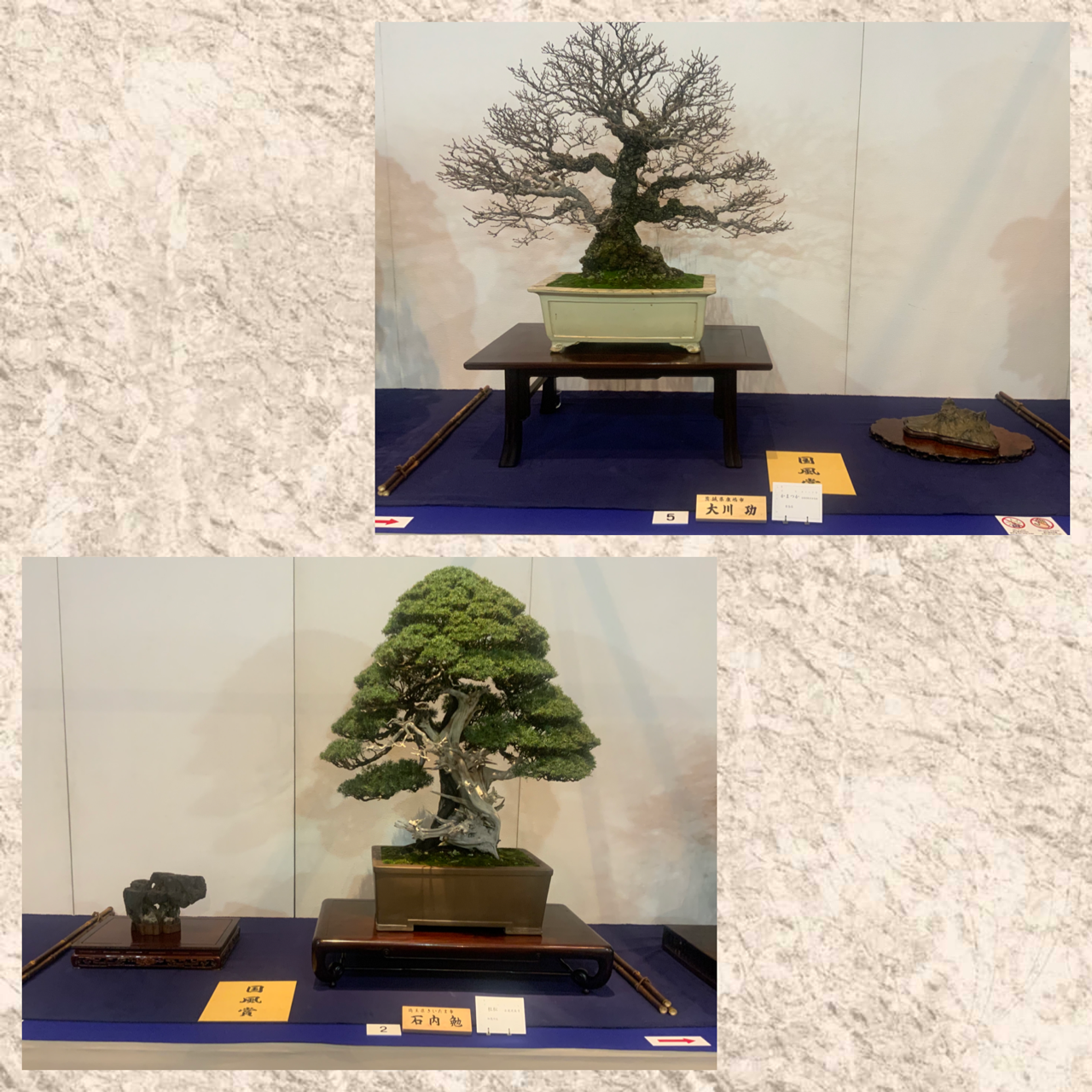 国風展・後期展スタート！ : 雨竹 盆栽 水石 便り