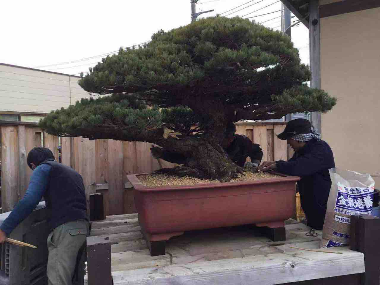 松盆栽 大きめ 青い鉢 松盆栽 大きめ 青い鉢