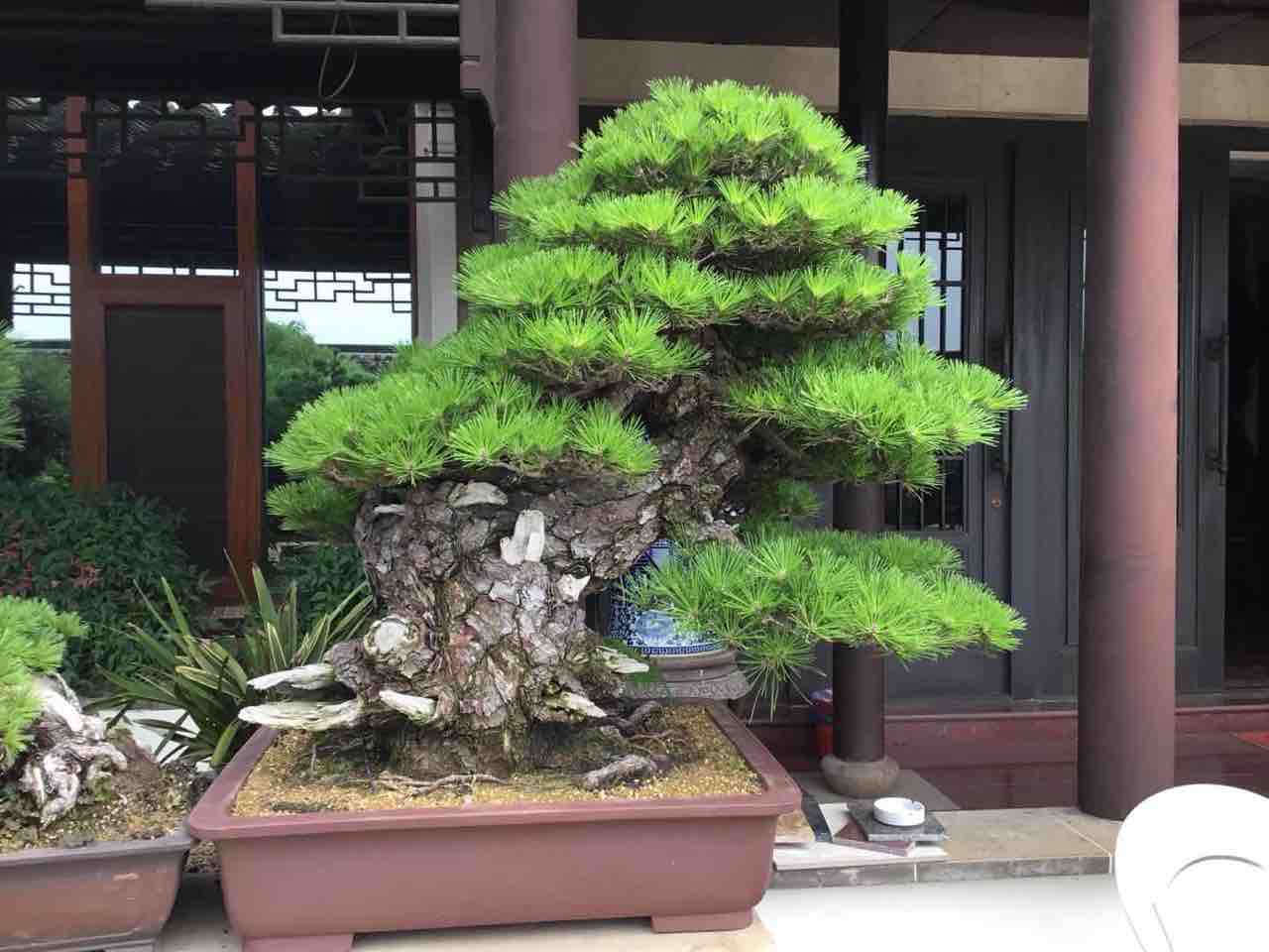 中国 最上級盆栽コレクション！蘇州張家！ : 雨竹 盆栽 水石 便り