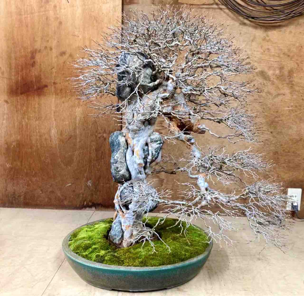 盆栽の鉢合わせに思う・国風賞の楓石付 : 雨竹 盆栽 水石 便り