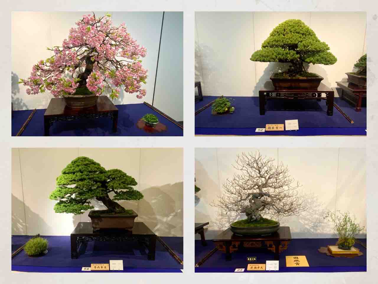 第97回国風盆栽展・展覧を観て : 雨竹 盆栽 水石 便り