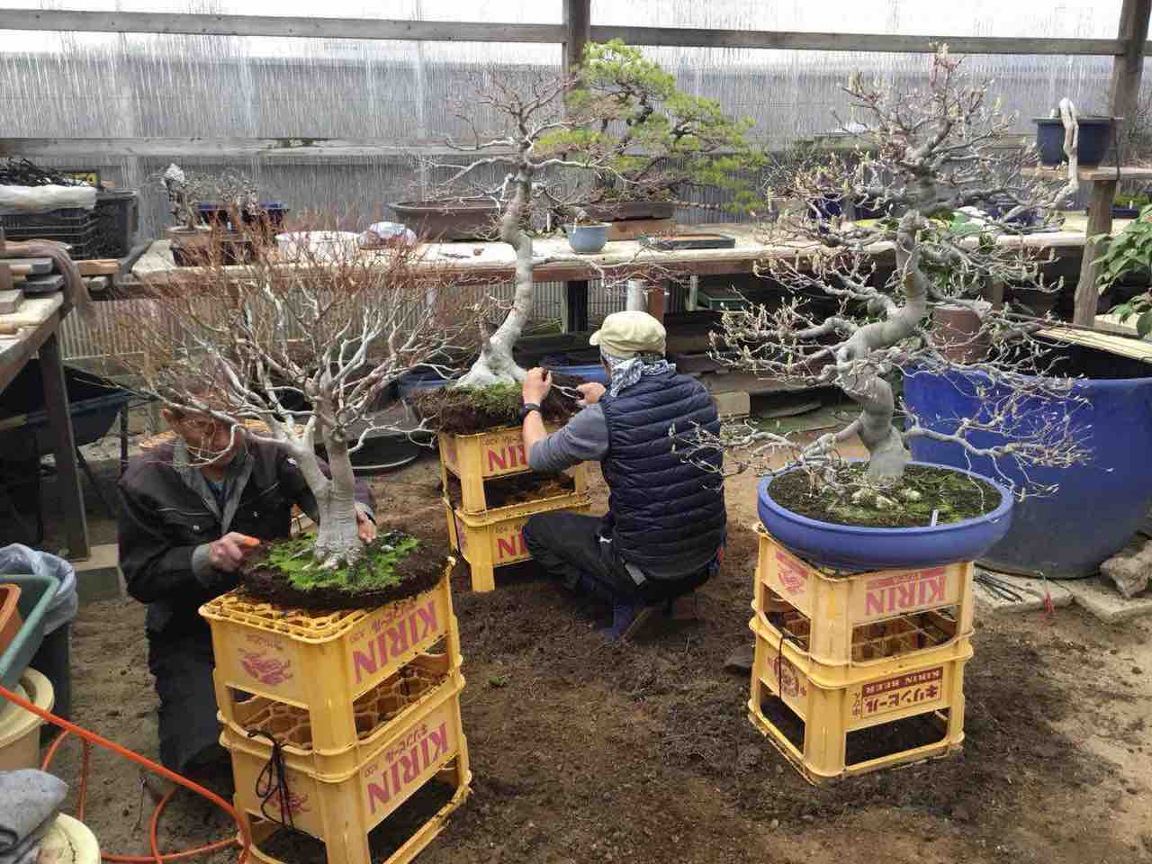 雑木盆栽の春の植え替え 雨竹 盆栽 水石 便り