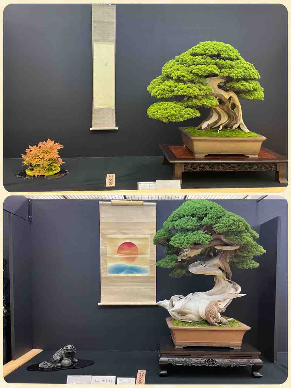 第45回 日本盆栽大観展に想う : 雨竹 盆栽 水石 便り