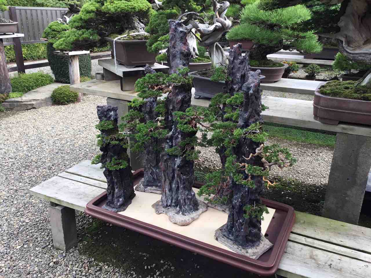 木村正彦先生 石付盆栽 大作進行！ : 雨竹 盆栽 水石 便り