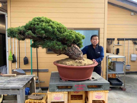 巨大五葉松の畑上げ！鉢植え！ : 雨竹 盆栽 水石 便り