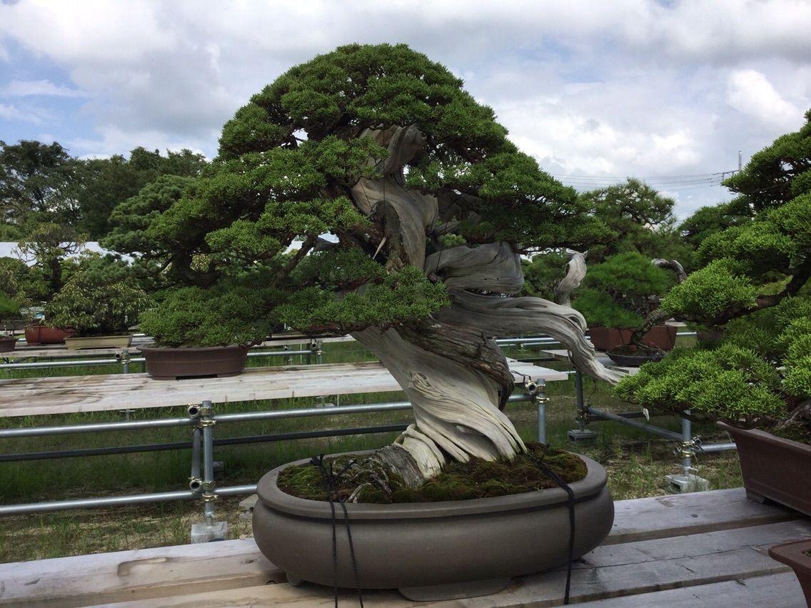 15年 完成間近の真柏群、盆栽（いのち）を預かる心 : 雨竹 盆栽 水石 便り
