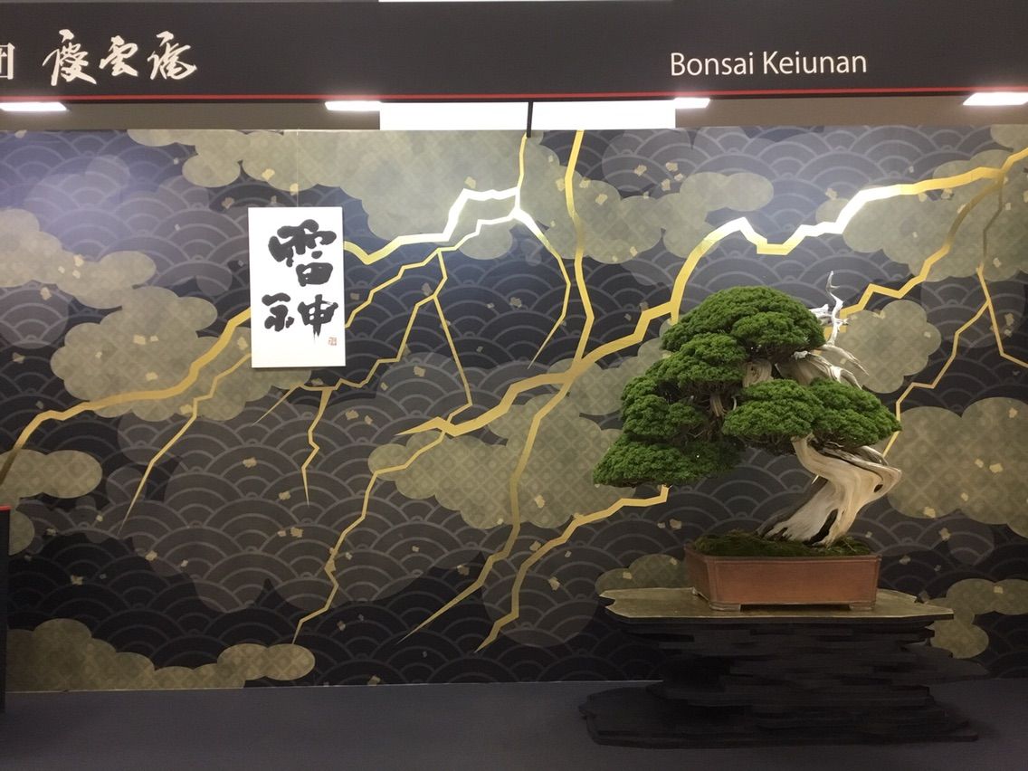 鈴木伸二・片岡鶴太郎 コラボ! : 雨竹 盆栽 水石 便り 鈴木伸二・片岡鶴太郎 コラボ! : 雨竹 盆栽 水石 便り