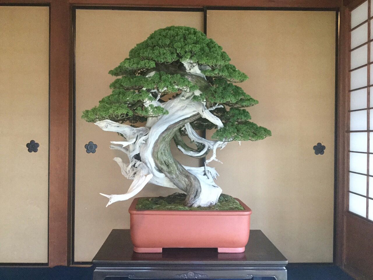 糸魚川真柏　文人木　模様木　樹齢40年　天ジン　サバ幹　ジンシャリ 糸魚川真柏文人木模様木樹齢40年天ジンサバ幹ジンシャリ