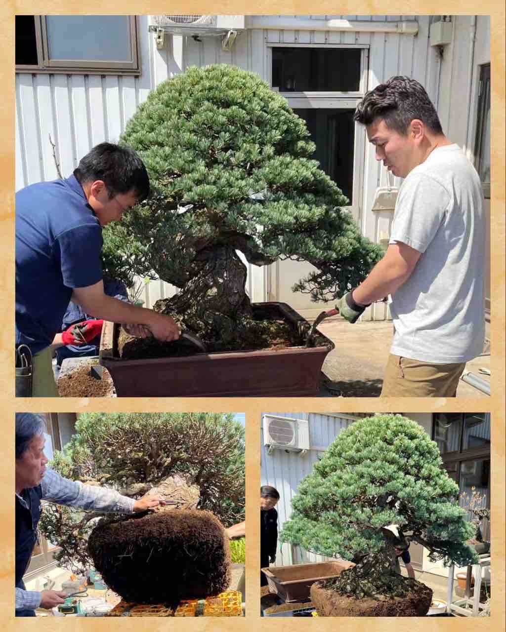 1億円❗️「天帝の松」10年ぶりの植替え‼️ : 雨竹 盆栽 水石 便り