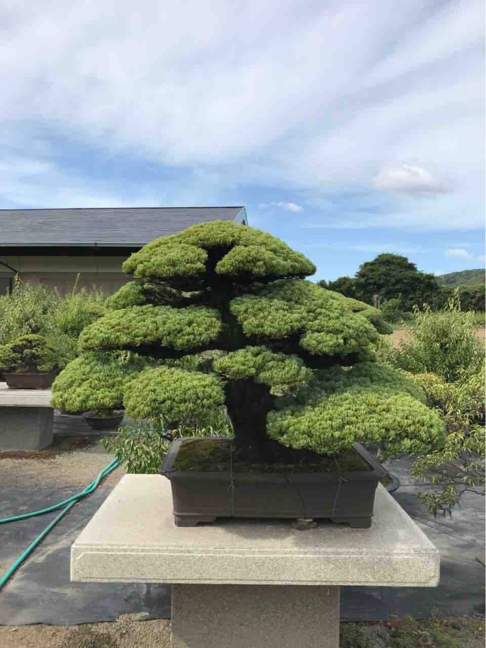 田中誠二　五葉松盆栽 秘匿され続けた幻の五葉 : 雨竹 盆栽 水石 便り