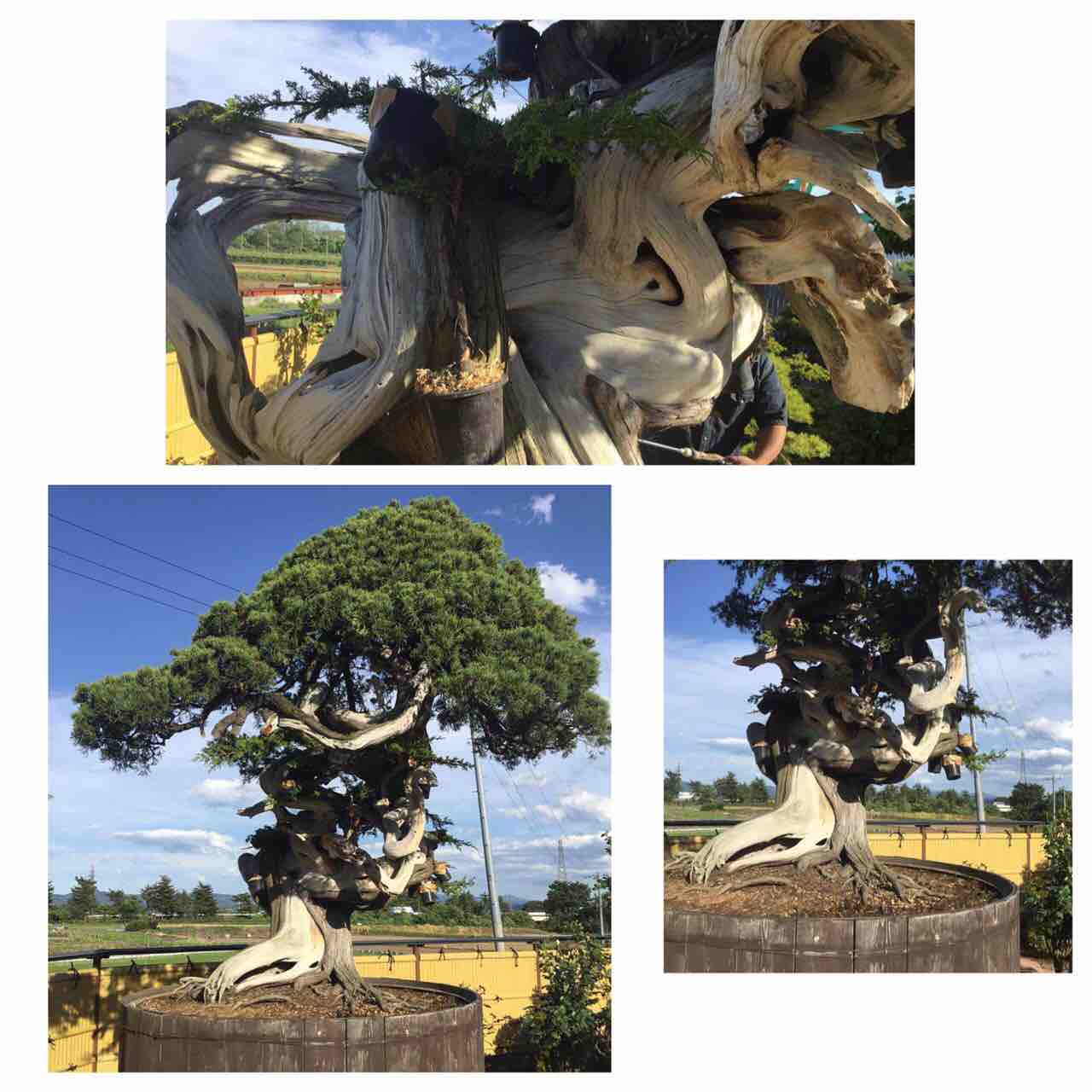 樹齢1000年の真柏 : 雨竹 盆栽 水石 便り