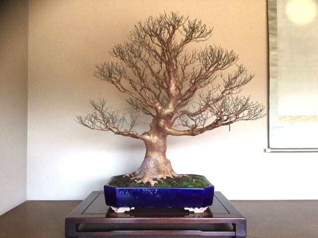 雨竹亭 応接床飾り 雨竹 盆栽 水石 便り