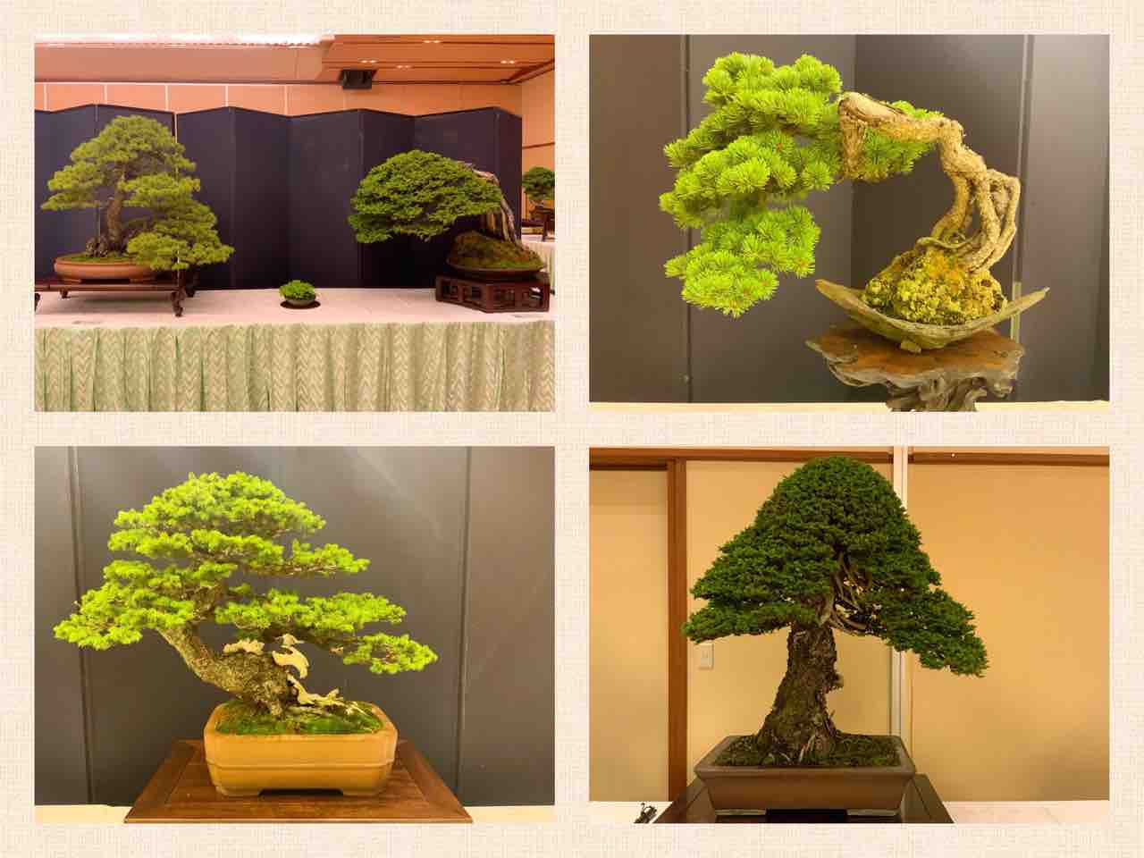 日本盆栽水石名品大系 松柏 3巻セット 第47回 日本盆栽作風展 47th Japan Bonsai Sakufu Exhibition