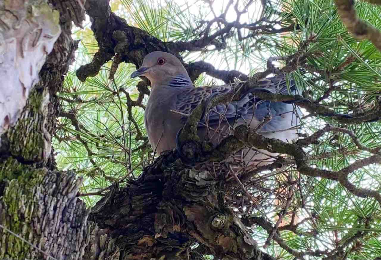天下一の岩石性黒松盆栽「大王」に、まさかの鳩の巣作り❗️ : 雨竹