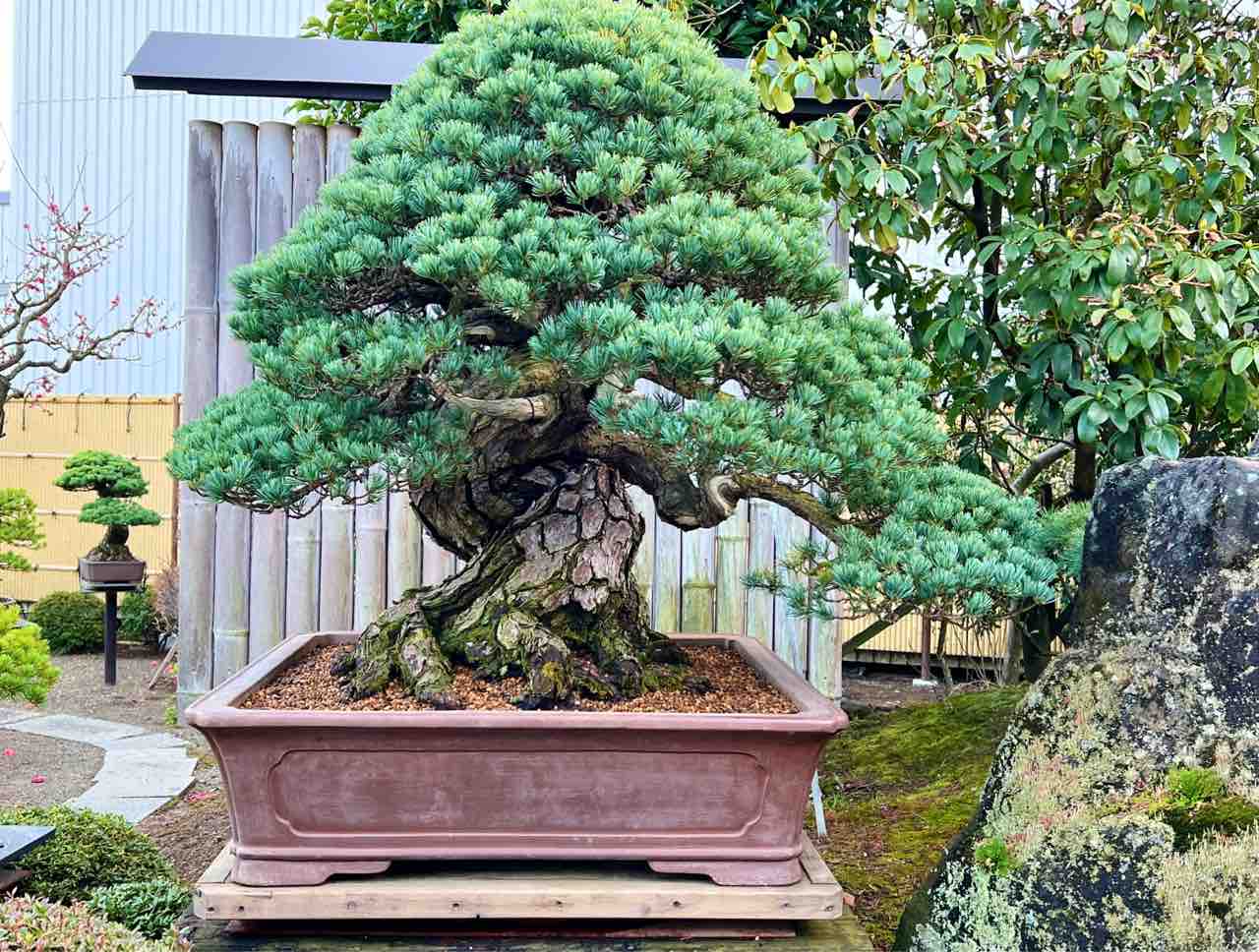 松盆栽 大きめ 青い鉢 松盆栽 大きめ 青い鉢