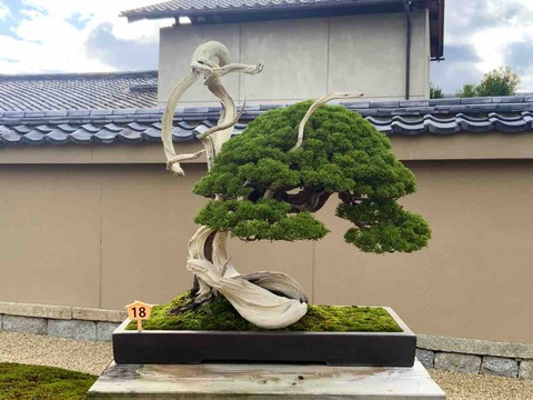 津波で止まった若き盆栽家の命 それでも生き続ける彼の作品 : 雨竹