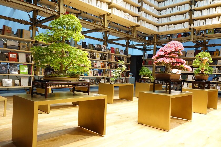 G・SIX（ギンザシックス）蔦屋書店 : 雨竹 盆栽 水石 便り