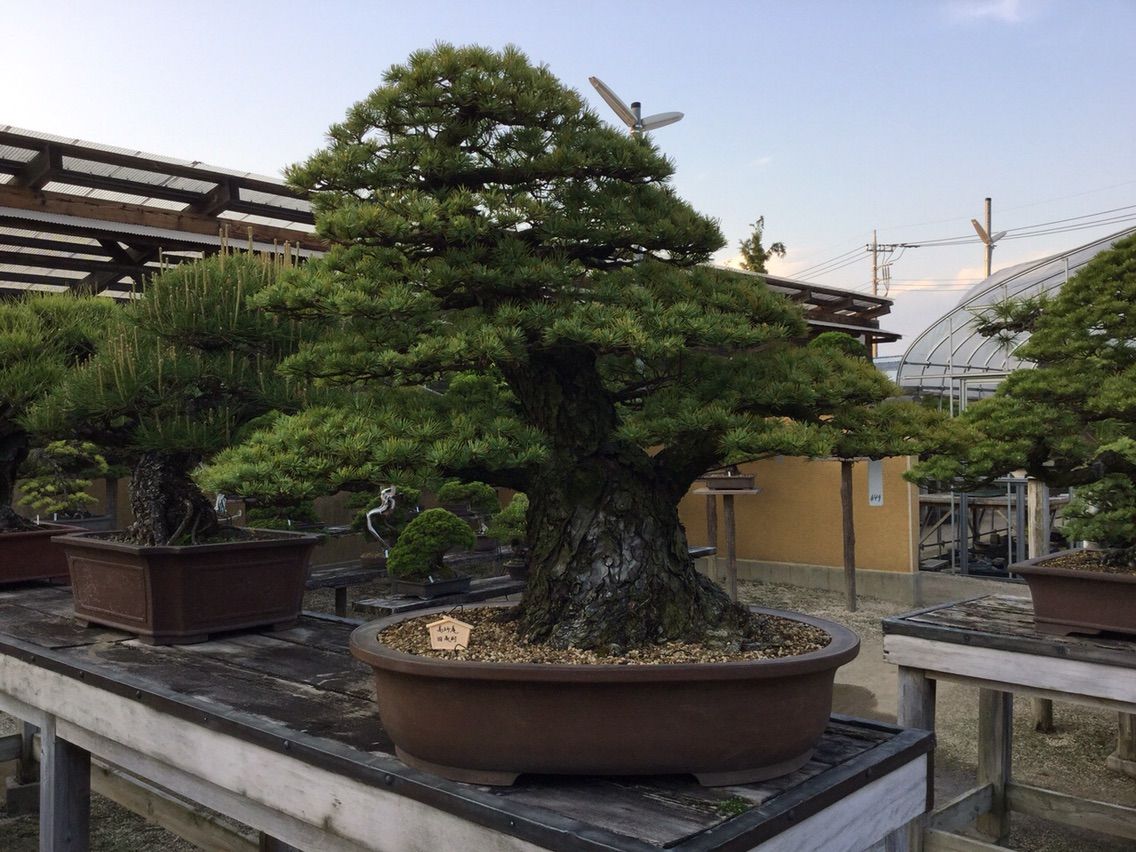 高砂庵 岩﨑大蔵先生が遺した「未完の五葉松名樹」 : 雨竹 盆栽 水石 便り