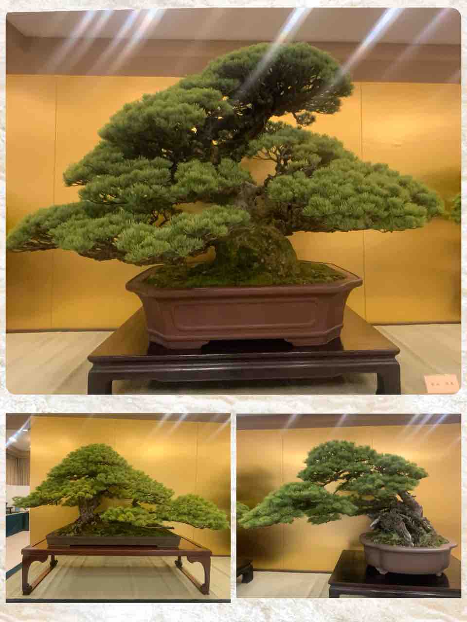 吾妻支部盆栽展！地方の展示会を支える愛好家とプロの協同作業