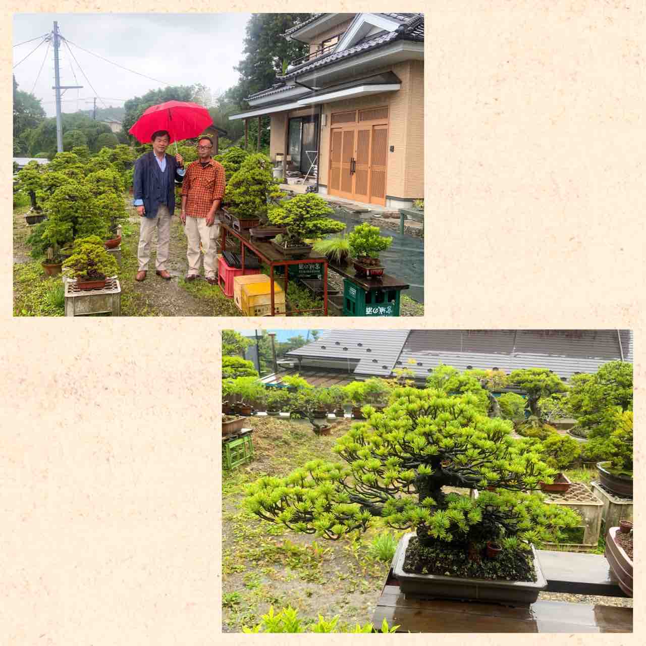宮城県 松島 多賀城 仙台 盆栽の友達への旅 雨竹 盆栽 水石 便り
