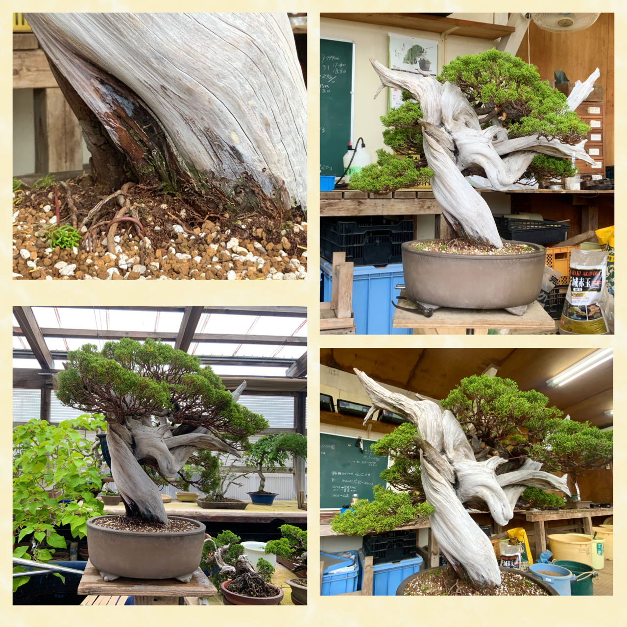 凡庸な姿から、真柏らしい舎利芸の美へ! : 雨竹 盆栽 水石 便り 凡庸な姿から、真柏らしい舎利芸の美へ! : 雨竹 盆栽 水石 便り