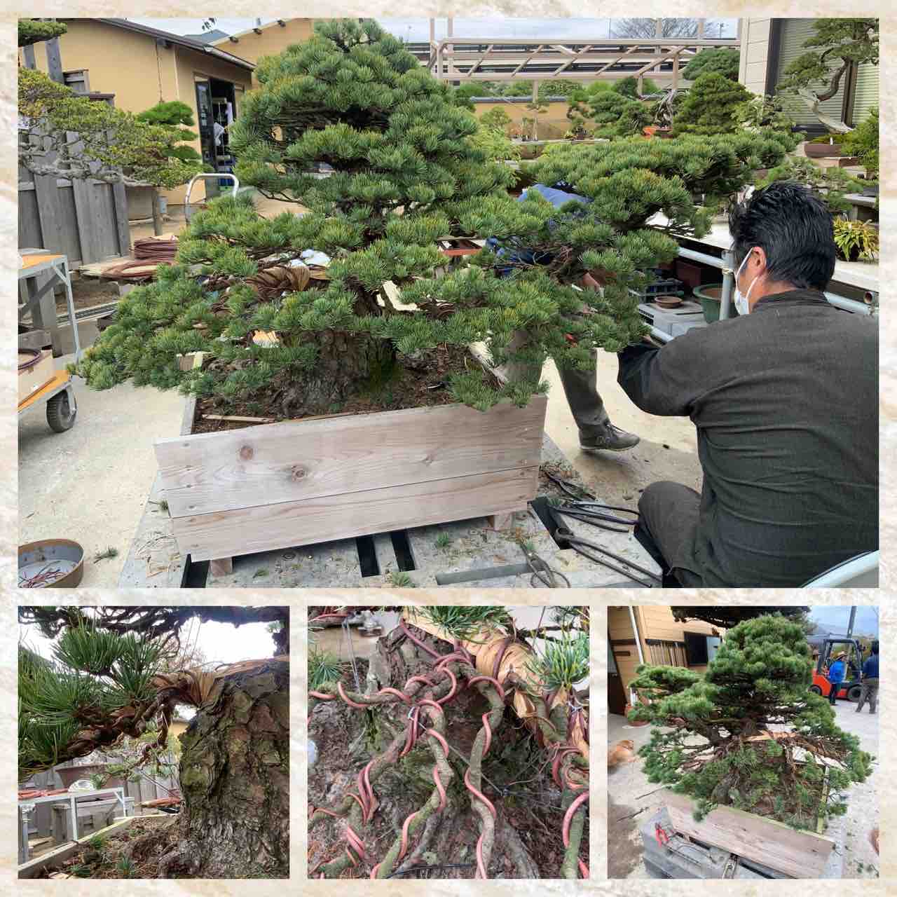 四国鬼無に秘蔵された五葉松の逸材群！改作開始❗️ : 雨竹 盆栽 水石 便り