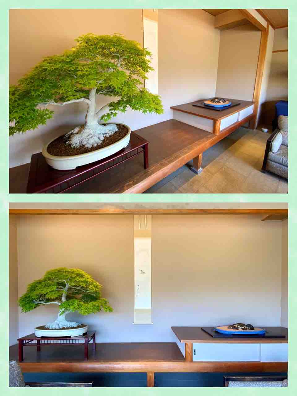 目に青葉・山ほととぎす・・“ 新緑の盆栽飾り！ : 雨竹 盆栽 水石 便り