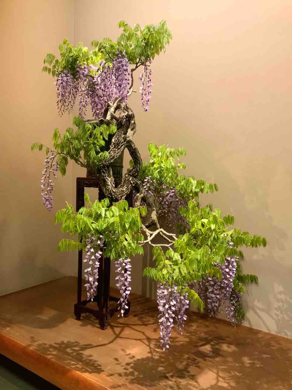 山藤　（山取) 撮影日★2025、04、06日1～5 ★04月,10日そ 山藤 （山取) 撮影日☆2025、04、06日1～5 ☆04月,10日そ 【公式通販】