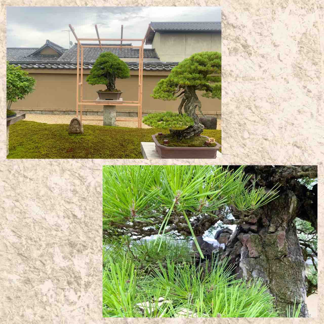天下一の岩石性黒松盆栽「大王」に、まさかの鳩の巣作り❗️ : 雨竹