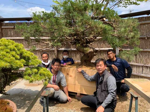 東北真柏・未来の名木の始まり❗️ : 雨竹 盆栽 水石 便り