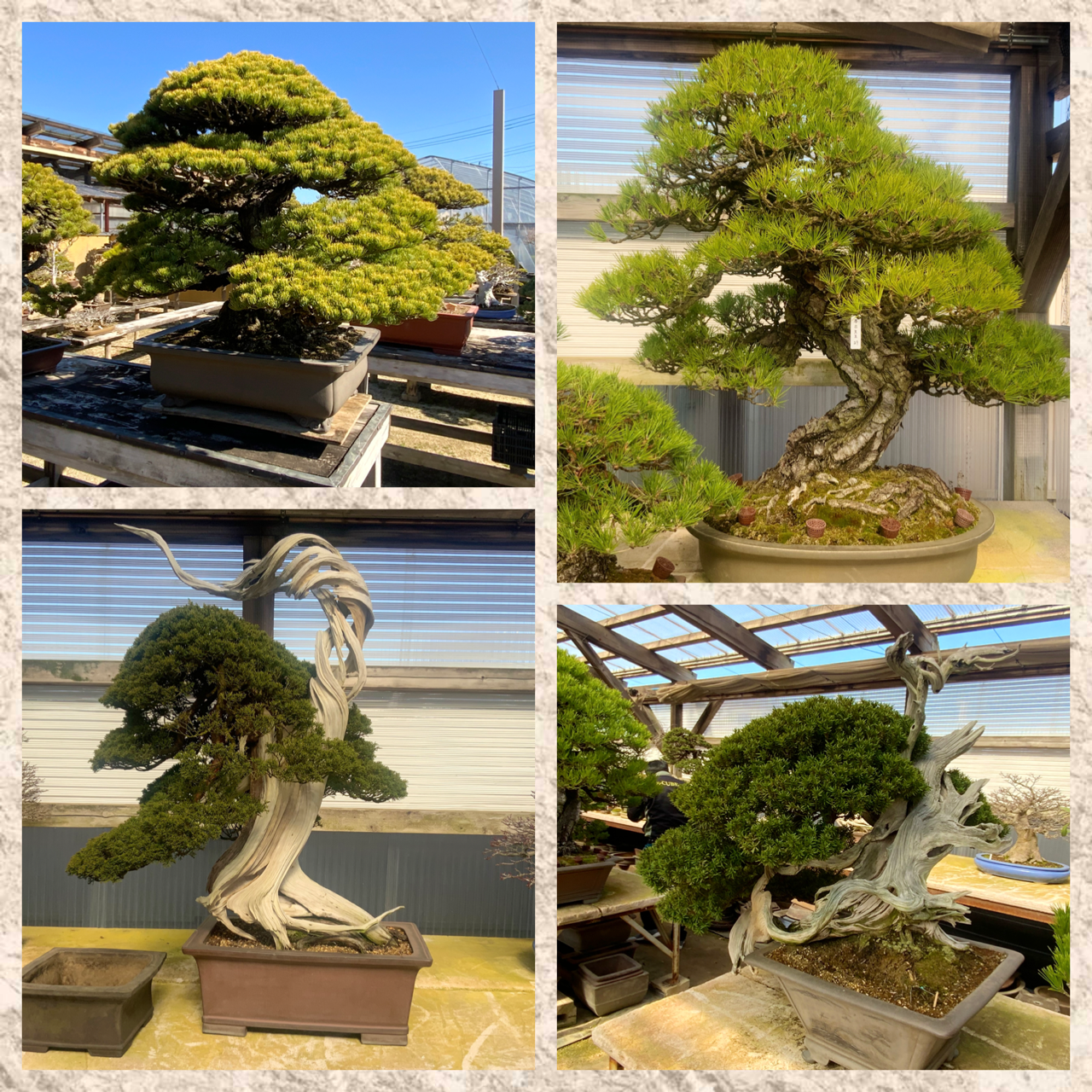 大徳寺 盆栽庭園開園準備始動 名樹の数々 雨竹 盆栽 水石 便り