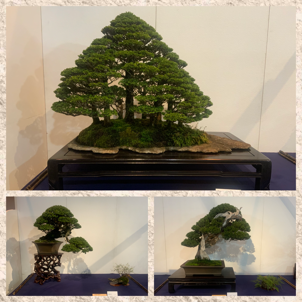 国風展 後期展スタート 雨竹 盆栽 水石 便り