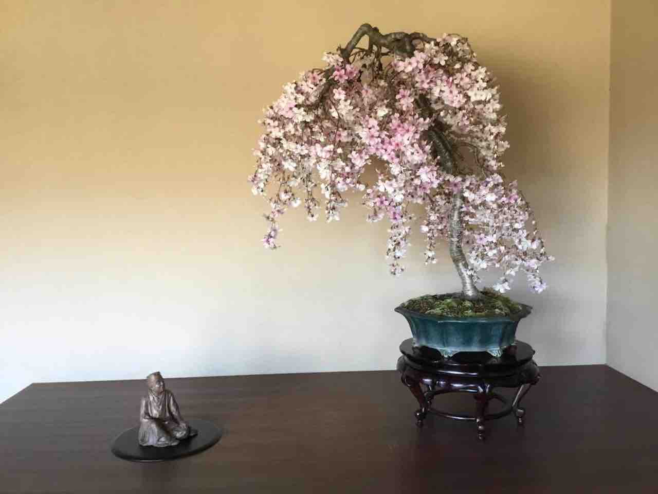 枝垂れ桜の盆栽 : 雨竹 盆栽 水石 便り
