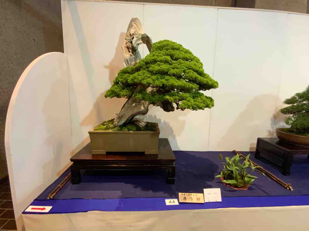 日本の盆栽美 国風展真柏名樹に想う : 雨竹 盆栽 水石 便り