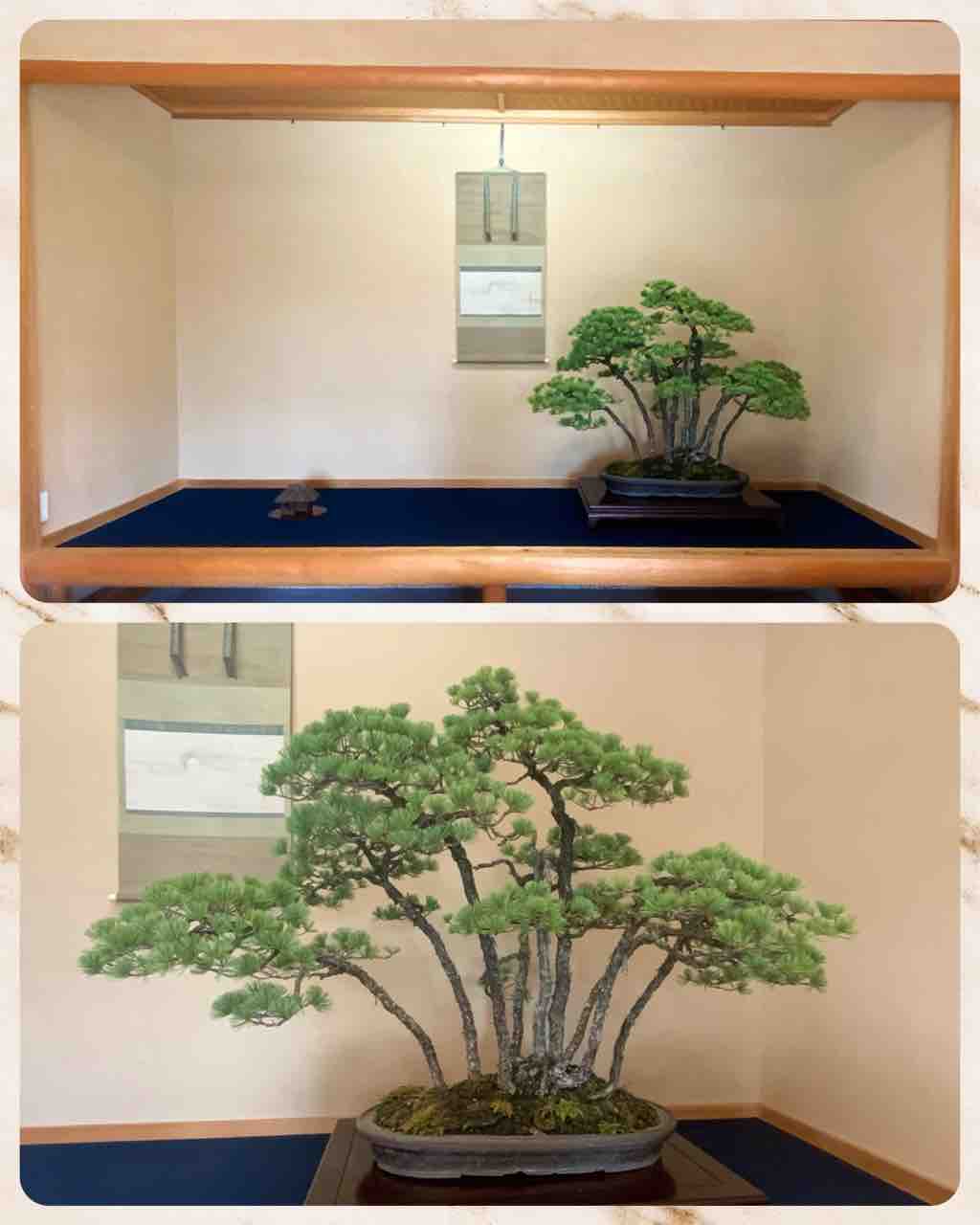 黒松 盆栽 (引き取りに来れる方限定) 黒松 盆栽 (引き取りに来れる方限定です)