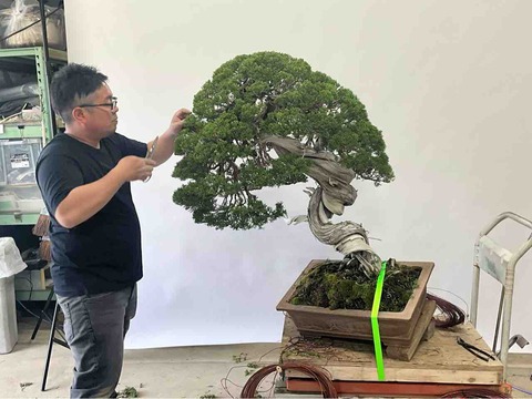 真柏未公開名樹・森山氏改作❗️近盆合同取材‼️ : 雨竹 盆栽 水石 便り