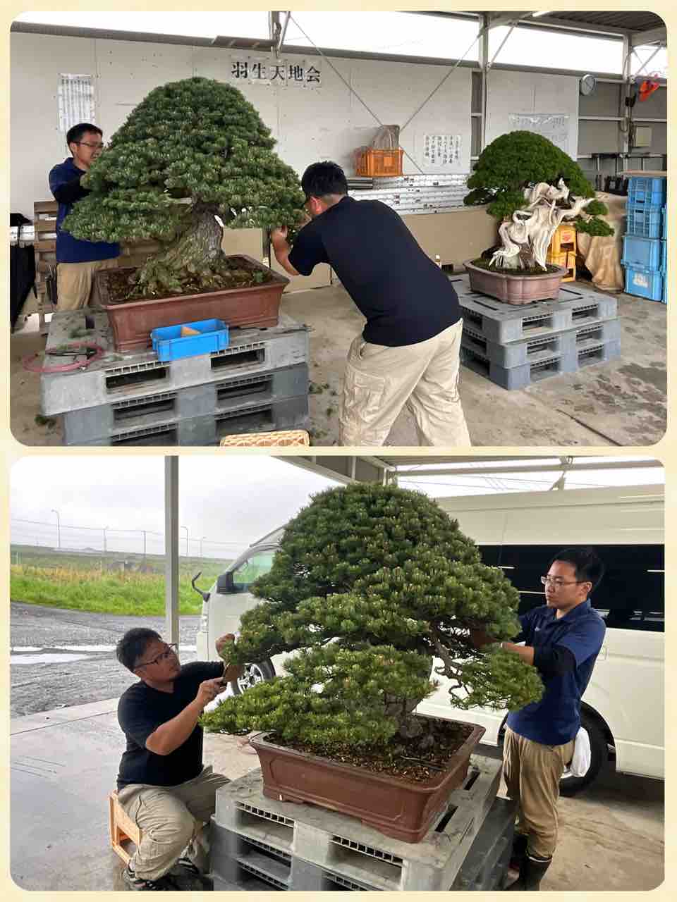 大阪EXPO2025 1億円の松❗️手入れ完了‼️ : 雨竹 盆栽 水石 便り