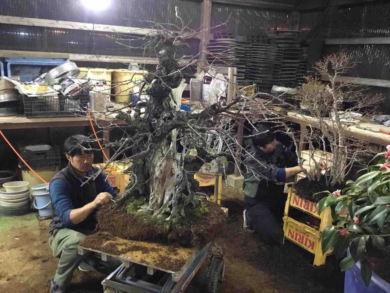 雑木盆栽の春の植え替え 雨竹 盆栽 水石 便り