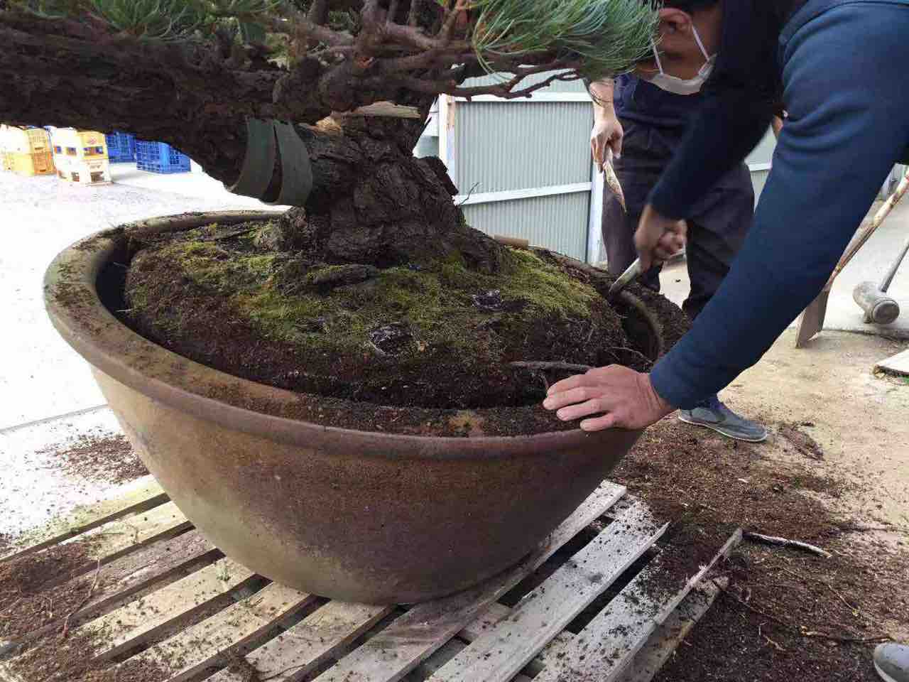 樹齢200年の松 : 雨竹 盆栽 水石 便り