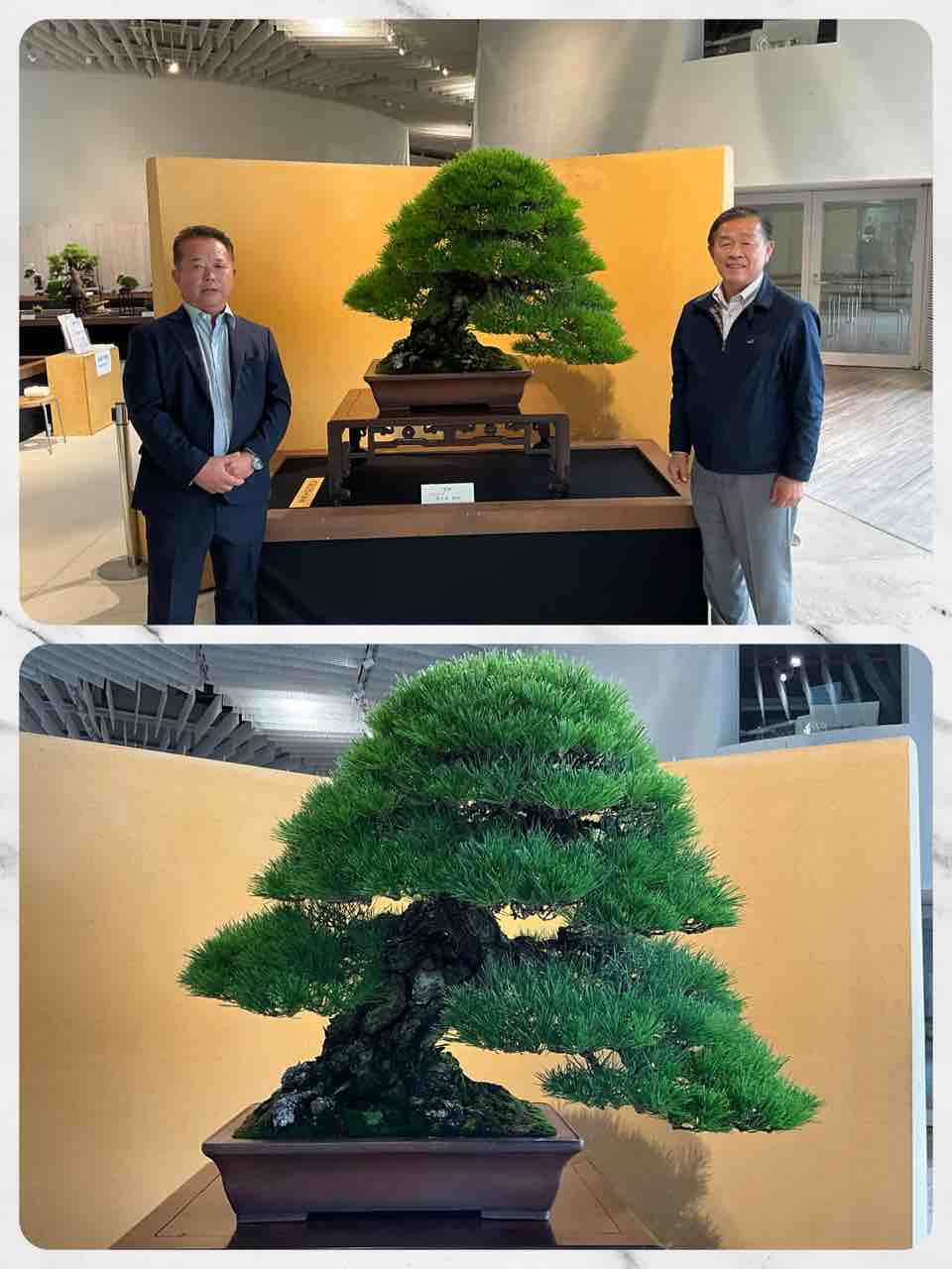 第50回 日本盆栽作風展開催❗️歴代の名樹集合‼️ : 雨竹 盆栽 水石 便り