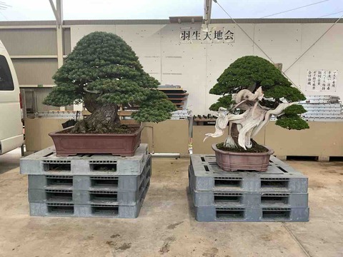 松の盆栽 ( 引取限定　) 大阪府和泉市。 松の盆栽 ( 引取限定 ) 大阪府和泉市。