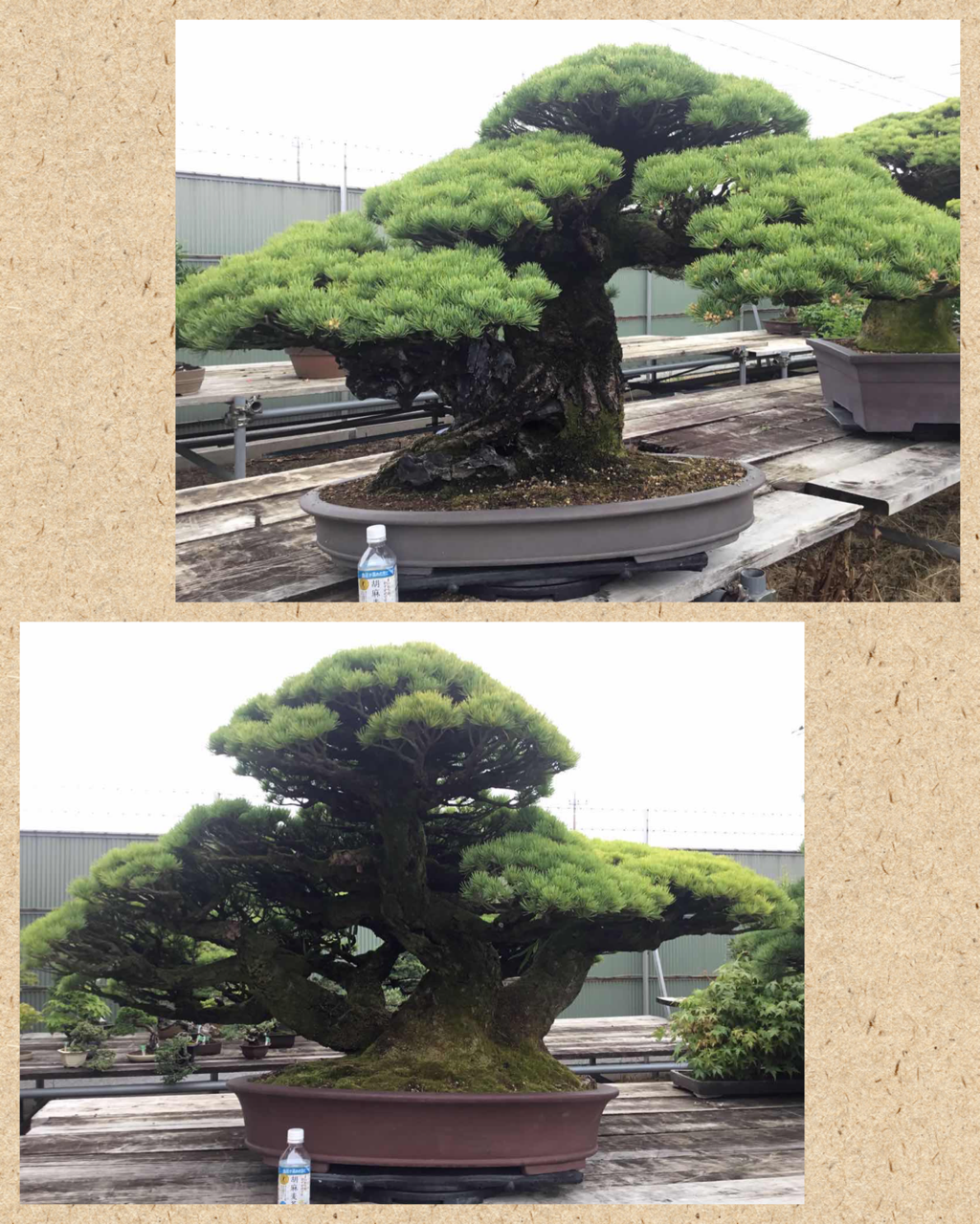 秘蔵されていた樹齢250年の「幻の祖母五葉松」 : 雨竹 盆栽 水石