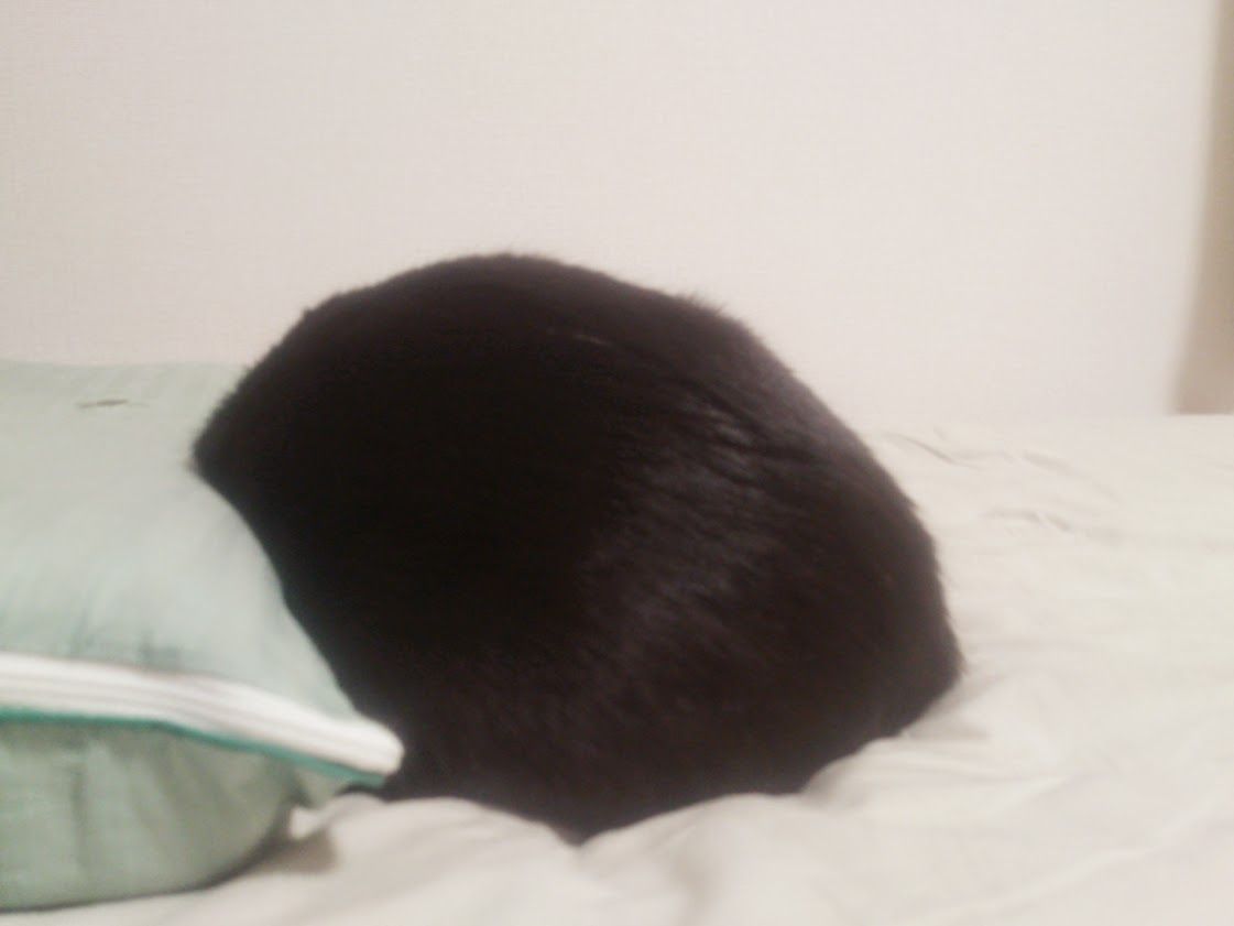 黒い毛玉 うちんちの猫ら 黒い毛玉 うちんちの猫ら
