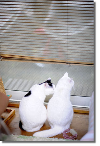 うちのとらまる